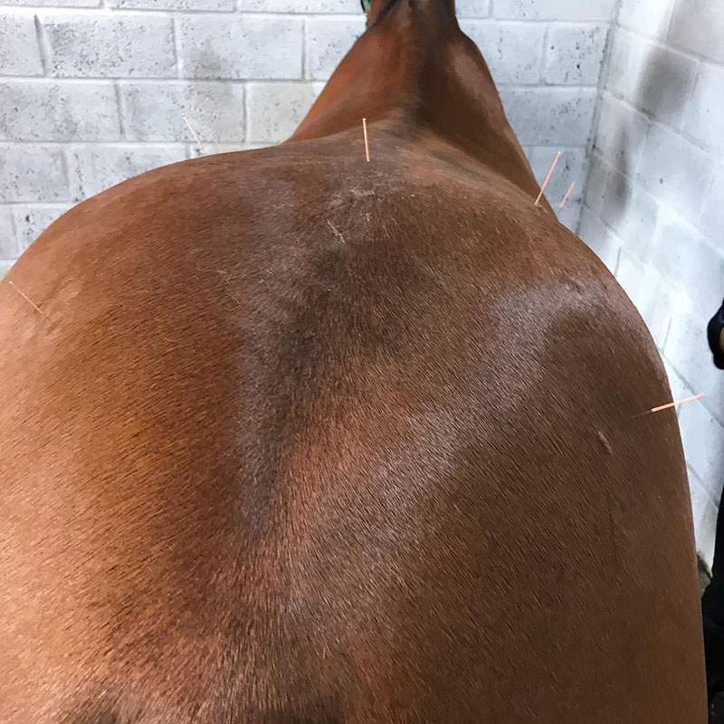 Horse receiving acupuncture at Endell Equine - picture 2