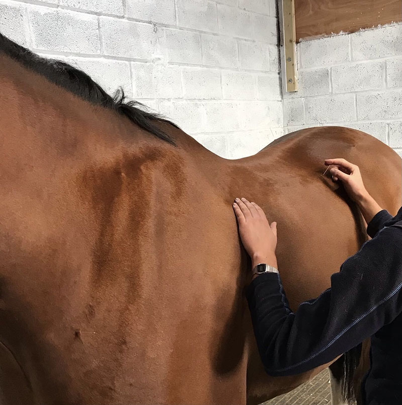 Horse receiving acupuncture at Endell Equine