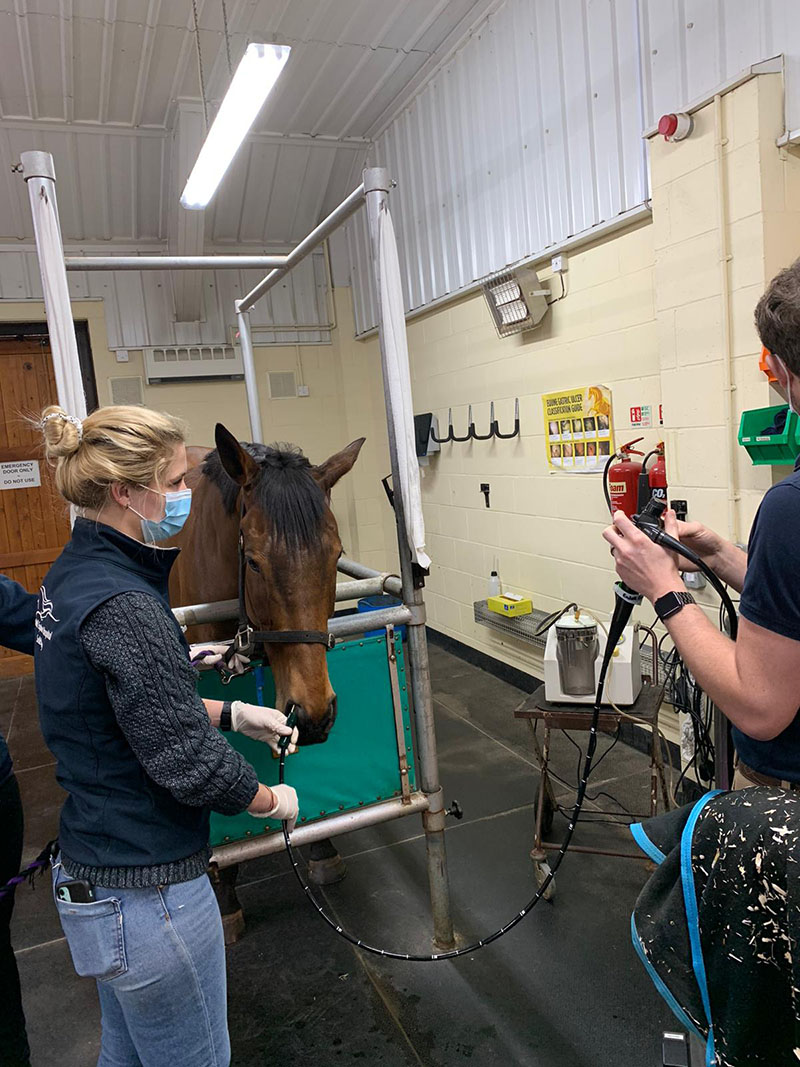 Equine Gastroscopy At Equine Vets