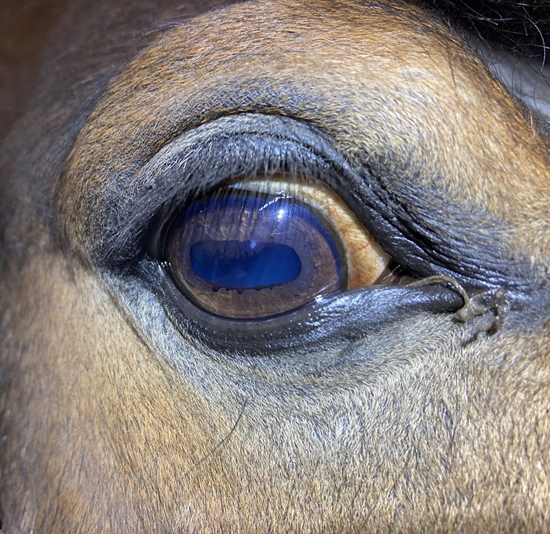 Ophthalmology at Endell Equine
