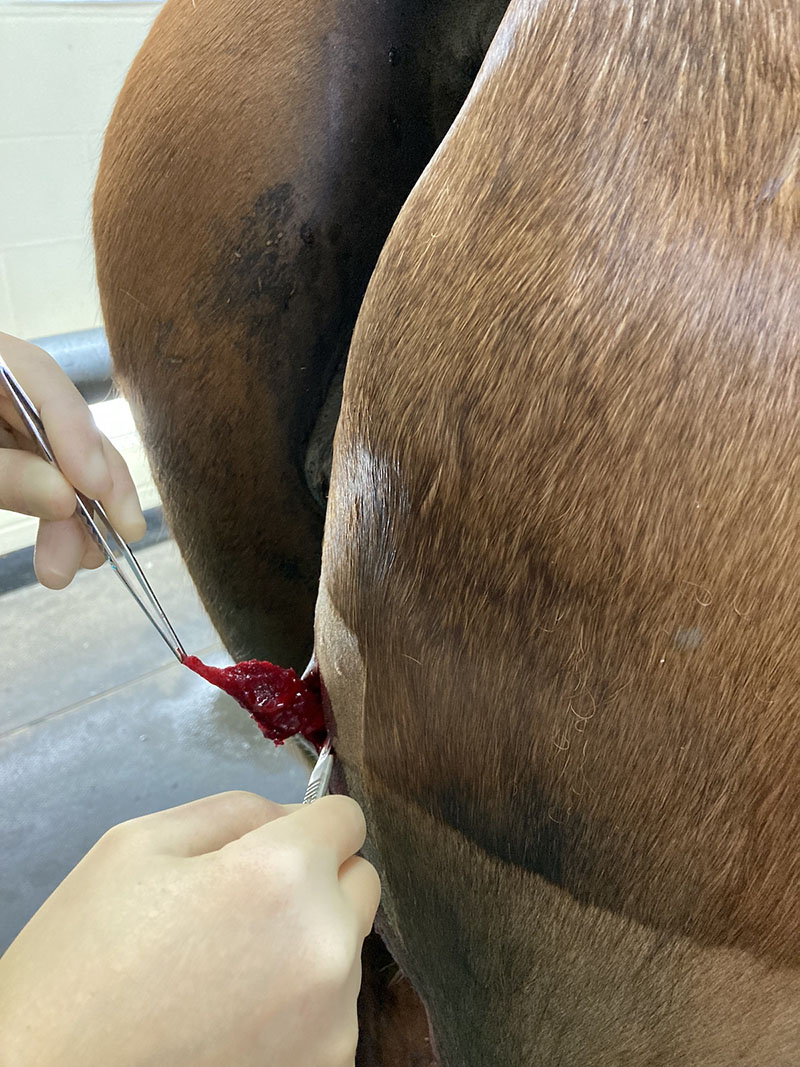 Equine Muscle Biopsy At Endell Equine