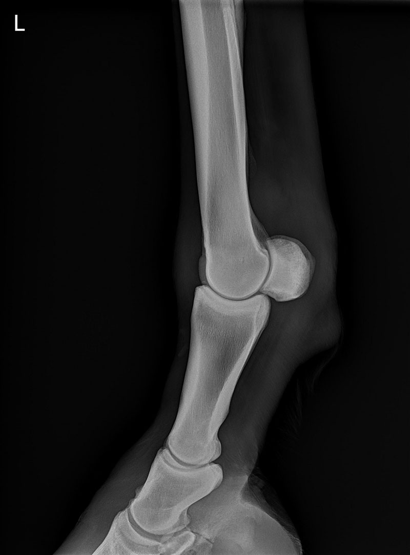 Radiography at Endell Equine